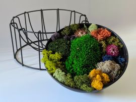 Composition végétale en mousse et lichen stabilisés Liora par Flora Paris