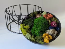 Composition végétale en mousse et lichen stabilisés Liora par Flora Paris