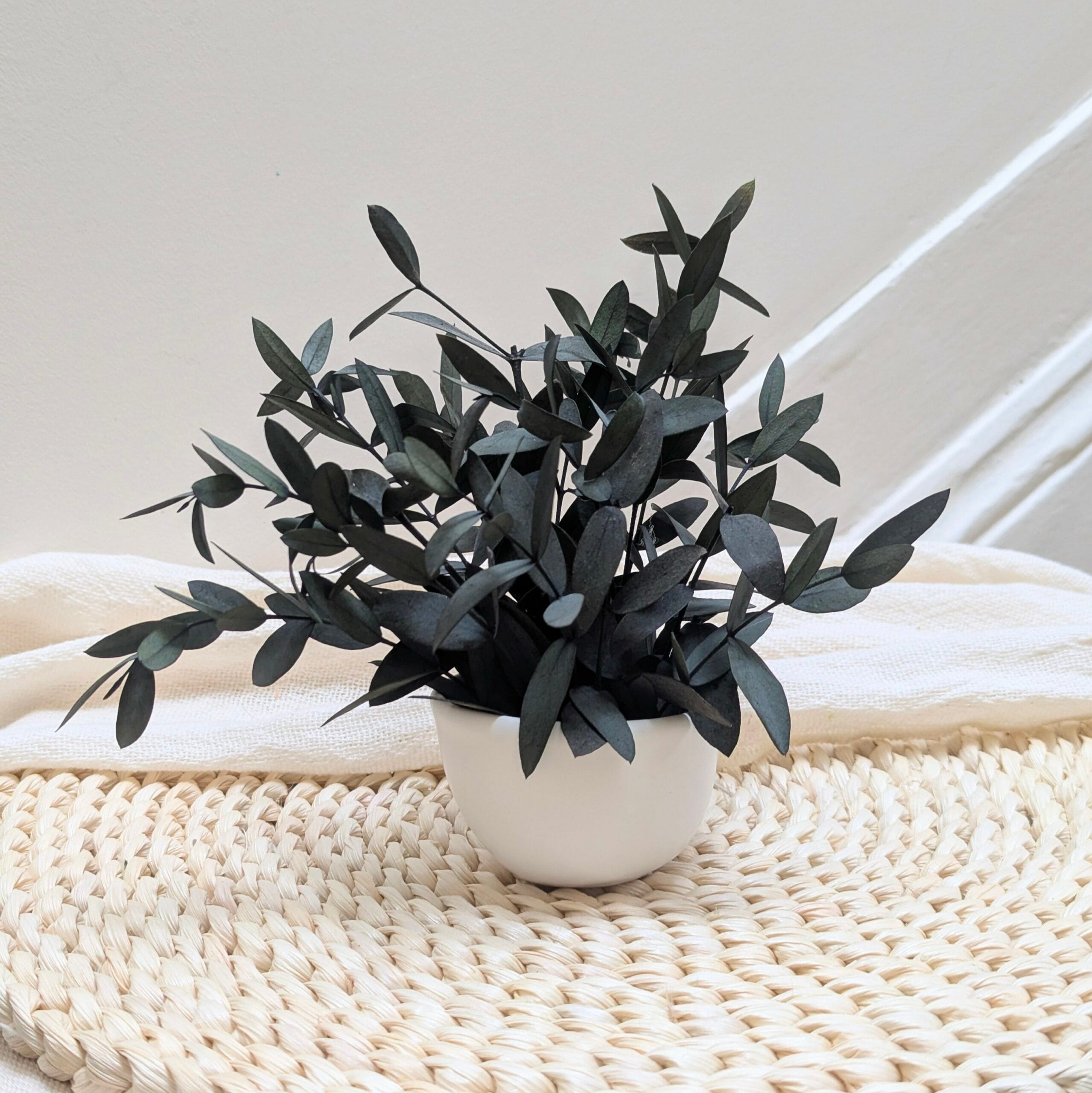 Mini composition minimaliste d’eucalyptus parvifolia vert, Clara