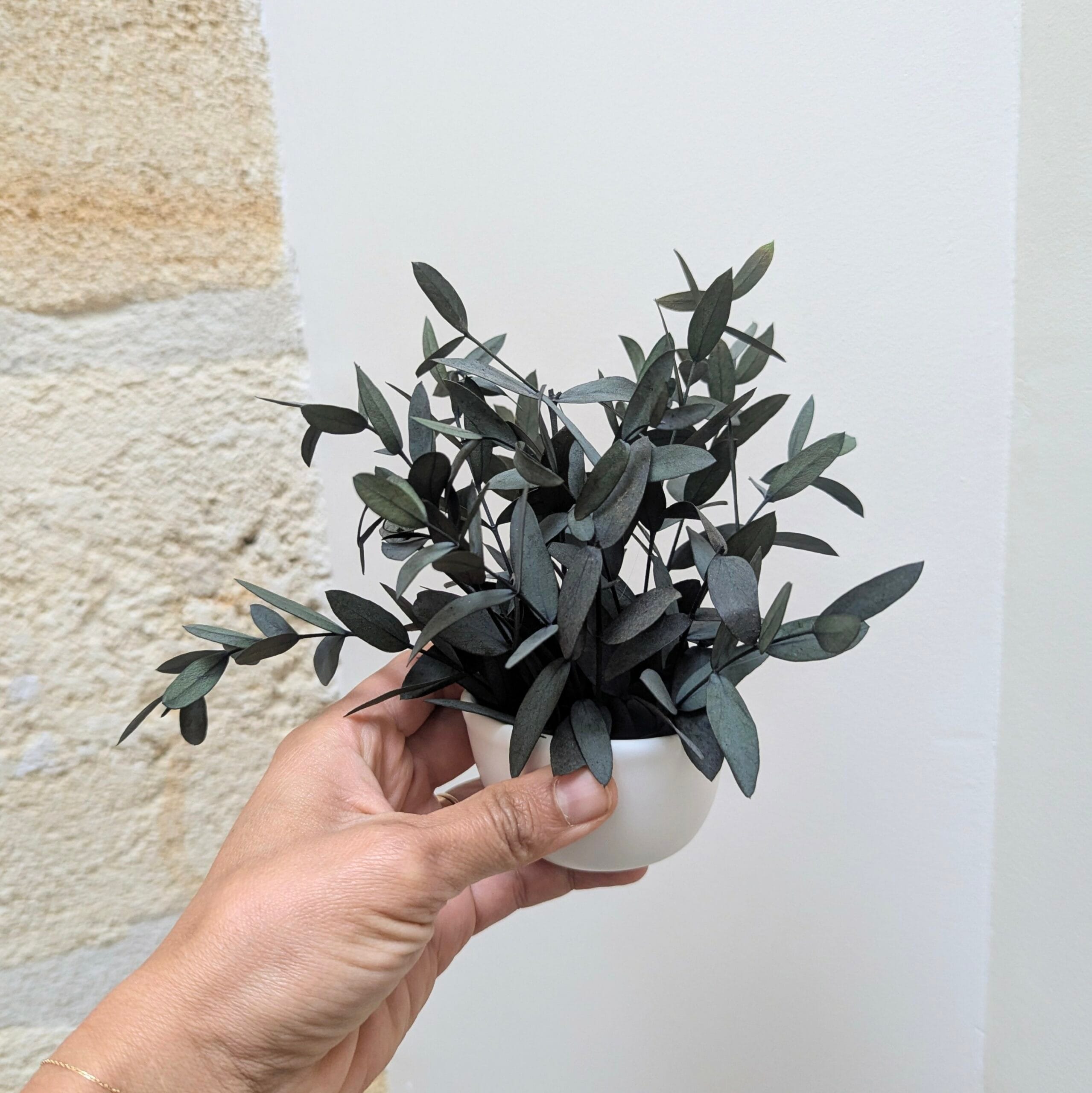 Mini composition minimaliste d’eucalyptus parvifolia vert, Clara – Image 3